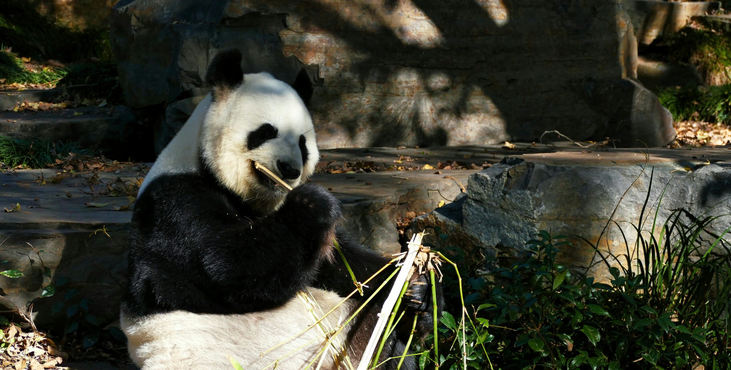 A panda bear sitting on the ground eating bamboo